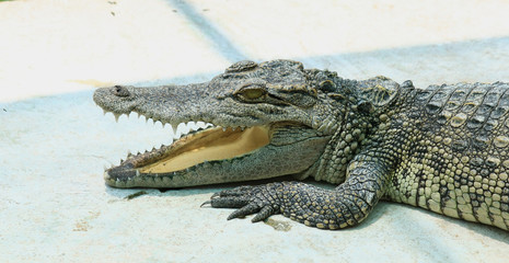 Fototapeta premium Crocodiles Resting at Crocodile Farm in Thailand