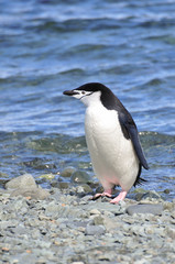 Naklejka premium Penguin Chinstrap