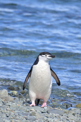 Fototapeta na wymiar Penguin Chinstrap