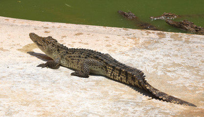 Naklejka premium Crocodiles Resting at Crocodile Farm in Thailand