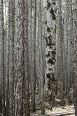 Obraz premium Dense pine forest