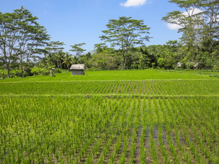 Fototapeta na wymiar beautiful rice terracces in Bali