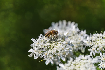bee flowers hogweed blurred background meadow bokeh