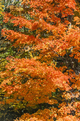 abstract view of colorful fall foliage