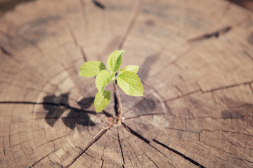 young plant growing on tree stump, hope concept