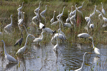 Flock of different types of wading birds: Great Blue Heron (Ardea herodias), Great Egret (Ardea alba) and Wood Stork (Mycteria americana) in an artificial habitat