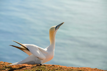 northern gannet sitting on the nest