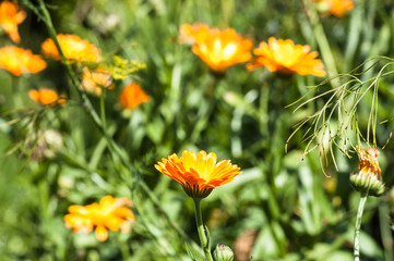 Marigold, Calendula officinalis summer flowers backgrounds