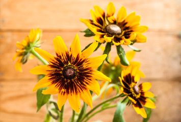 Rudbeckia flowers on wooden background