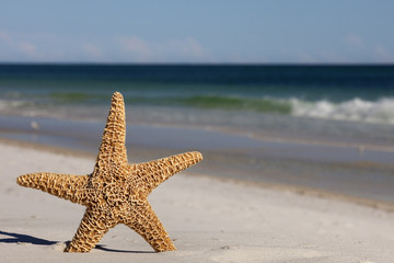 Fototapeta na wymiar Starfish standing on the beach with the ocean in the background, Copy Space. Selective focus on Starfish