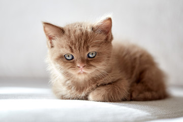 beautiful cinnamon color british short hair kitten