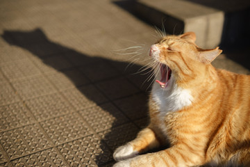 cat yawning