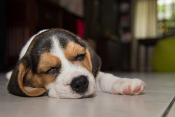 beagle puppy