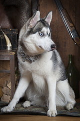 Siberian Husky dog indoors