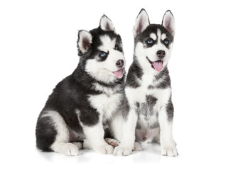 Siberian Husky puppies isolated on white