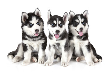 Three Siberian Husky puppies over white © Alexey Kuznetsov