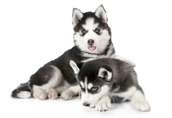 Purebred Husky puppies isolated on white