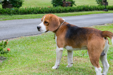 Dog Beagle