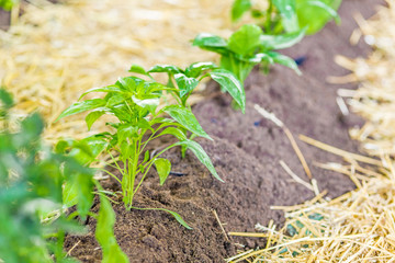 detail of crops in the home garden