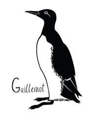 Birds collection Guillemot Black and white vector