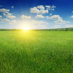Fototapeta na wymiar wheat field and sunrise in the blue sky