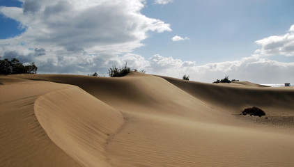 Fototapeta na wymiar Sand dunes near the sea on Canary islands