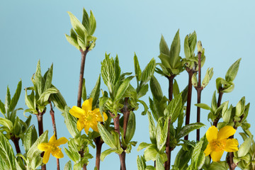 floral natural background of foliage and branches