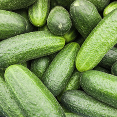 fresh cucumber.  Cucumber background