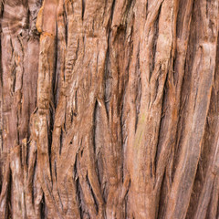 tree texture.  Tree background.  wood texture