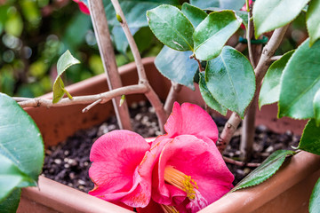 flowers of camelia