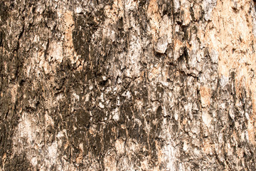 Tree Texture