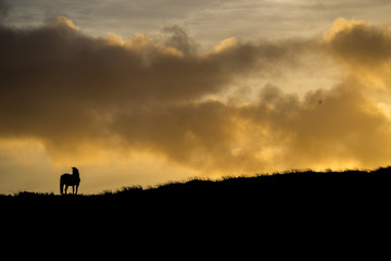 Fototapeta na wymiar Silhouette of a horse