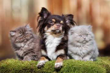 adorable chihuahua dog with two fluffy kittens