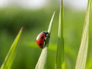 Ladybug on grass blade