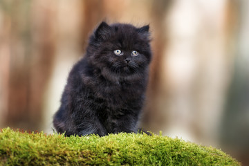 Naklejka na ściany i meble black british longhair kitten sitting outdoors