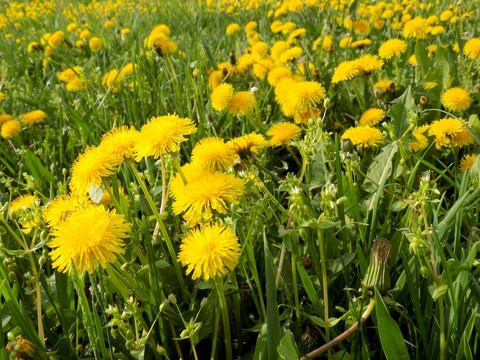 Many dandelions on meadow