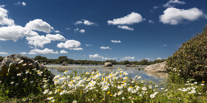Foto panoramica del stagno della giara di Gesturi in Sardegna con primo piano delle margherite in una giornata luminosa e con un bellissimo cielo blu