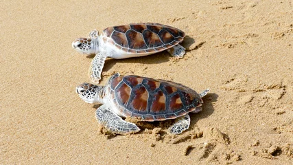 Foto auf Acrylglas Hawks-bill sea turtle release to the freedom   © wonderisland