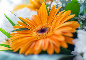 Beautiful orange gerber flower blossom close up macro photo