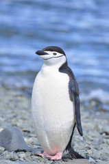 Fototapeta premium Penguin chinstrap