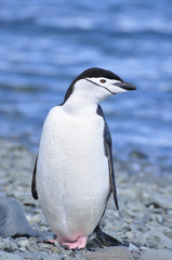 Obraz premium Penguin chinstrap