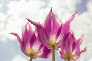 Beautiful bouquet of tulip. colorful tulip. tulip in spring,colorful tulip