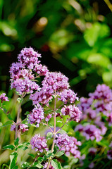 Obraz premium Oregano lilac