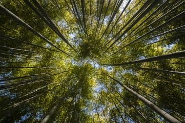Obraz premium Ancient bamboo forest
