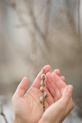 Woman holding willow branches in her hands at the beginning of spring. Willow branches in female hands. Symbol of spring. Easter. Outdoors.