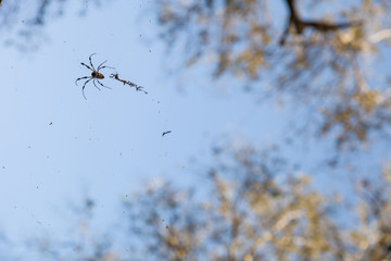 Beautiful background of blue sky and high tree and close-up of a spider with with his web.  Nature. Beautiful forest life.