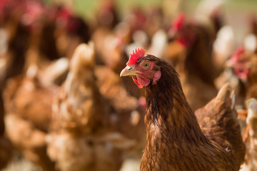 Closeup of a red chicken on a farm in nature. Hens in a free range farm. Chickens walking in the...