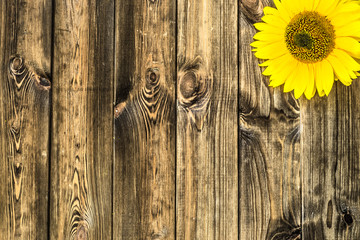 Sunflower on rustic wood background. Flowers backgrounds.