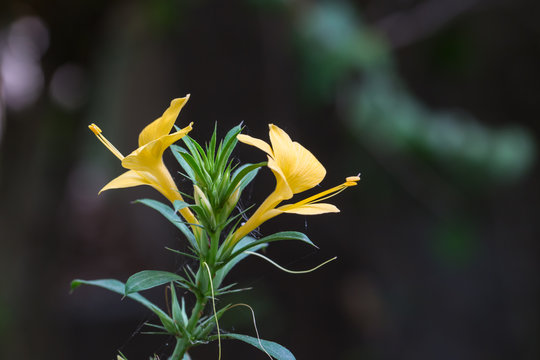 Yellow barleria prionitis flowers on blurry bokeh background