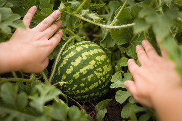 Hands of a woman with watermelon growing in the garden. Organic watermelon i growing in the garden. Find a watermelon. Harvest. Farmer's harvest. Healthy lifestyle.